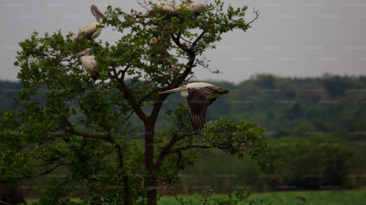 Alt text: A pelican in mid-flight with wings spread wide, while several other pelicans perch on a tree against a cloudy sky and forest backdrop.