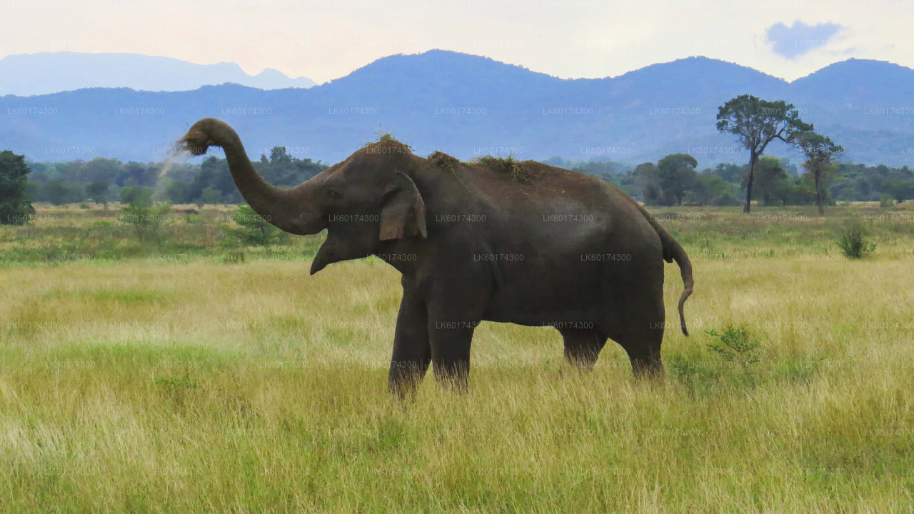 Wasgamuwa National Park Safari from Kandy