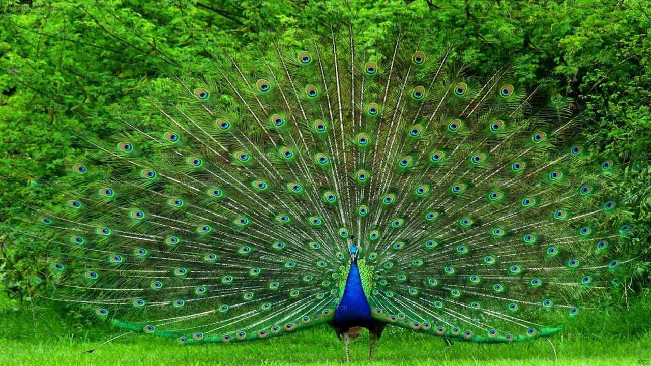 ウェリガマのウダワラウェ国立公園サファリ