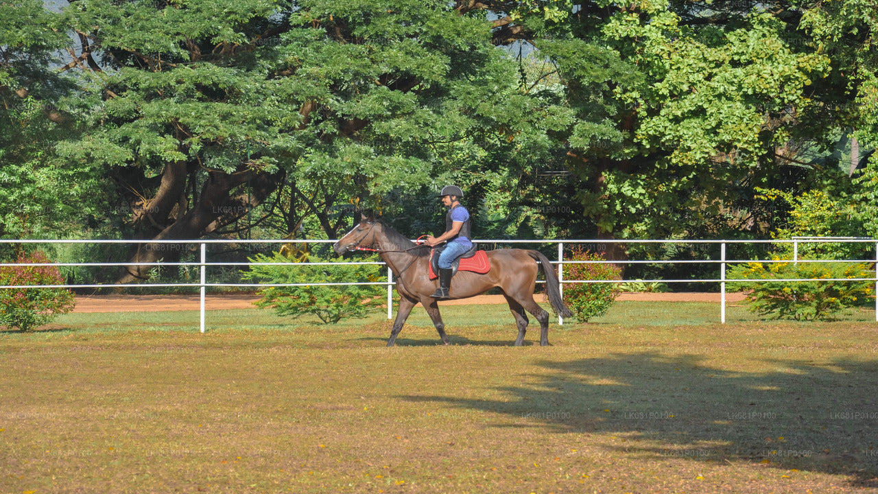 ニゴンボ発の初心者向け乗馬