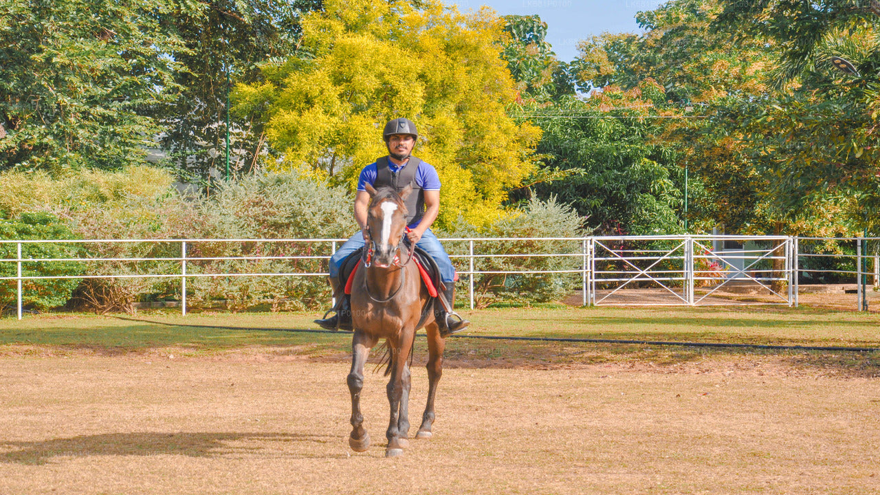 ニゴンボ発の初心者向け乗馬