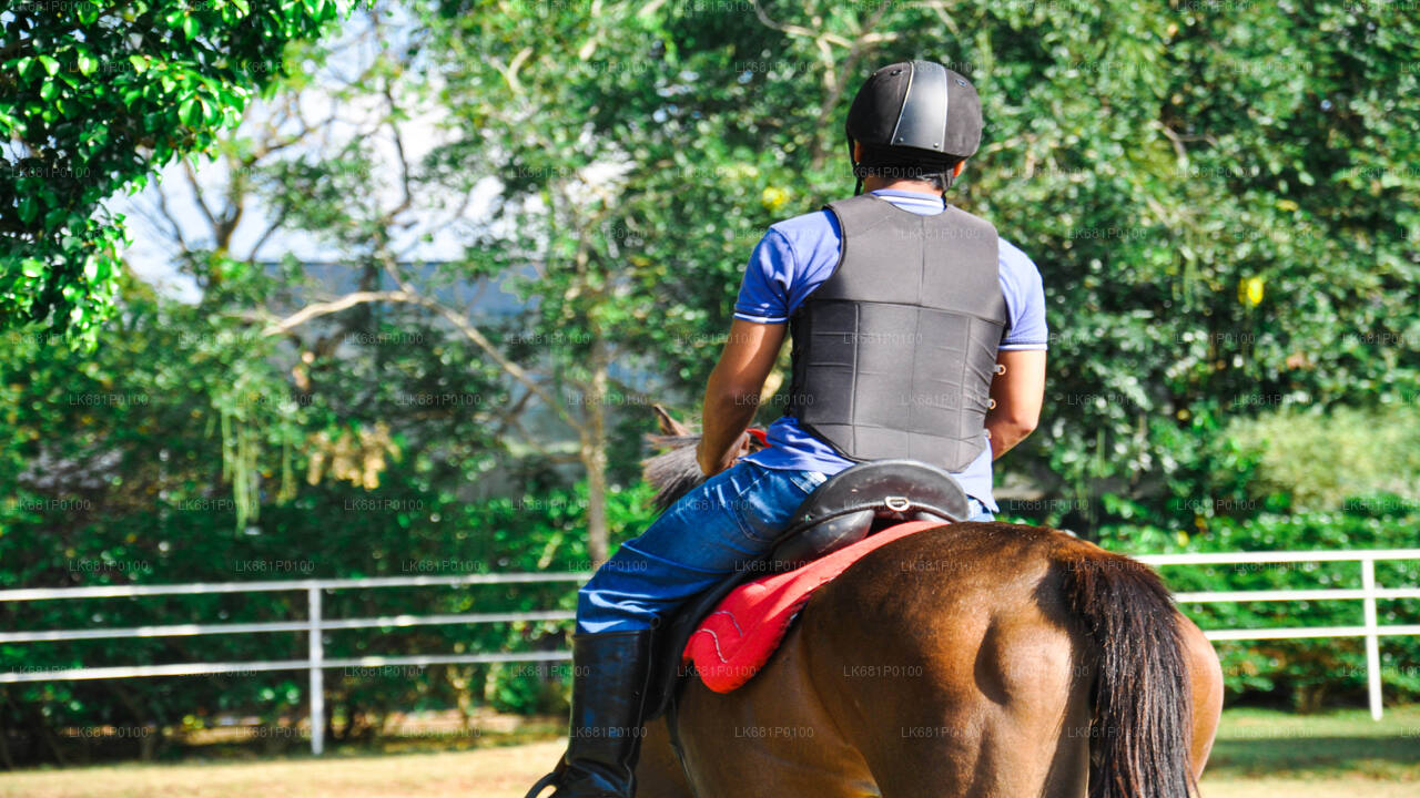 ニゴンボ発の初心者向け乗馬