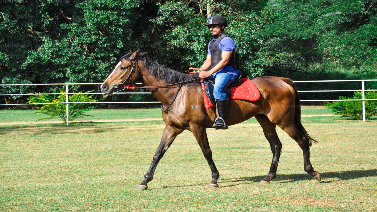 ニゴンボ発の初心者向け乗馬