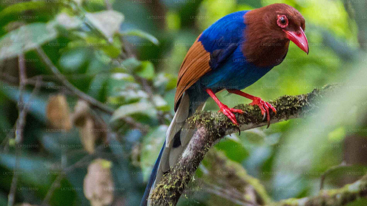 Birdwatching by Boat at Kalametiya Sanctuary