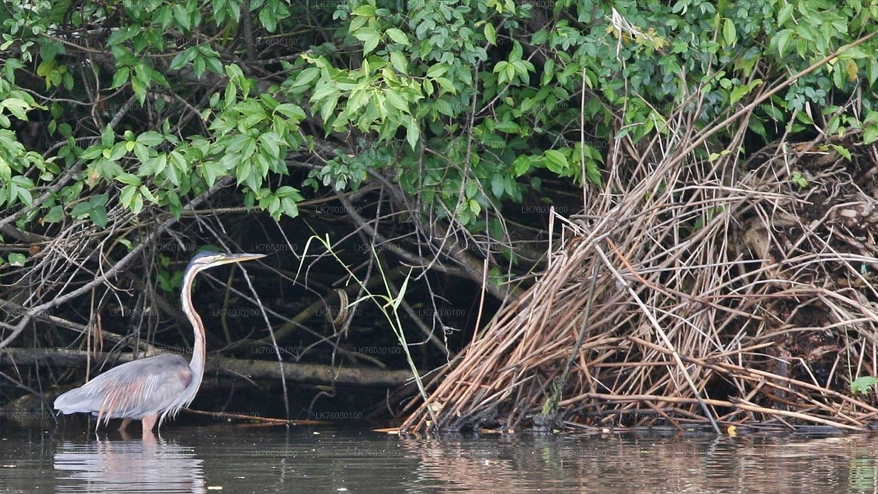 Madol Duwa Island and Mangroves by Boat from Koggala