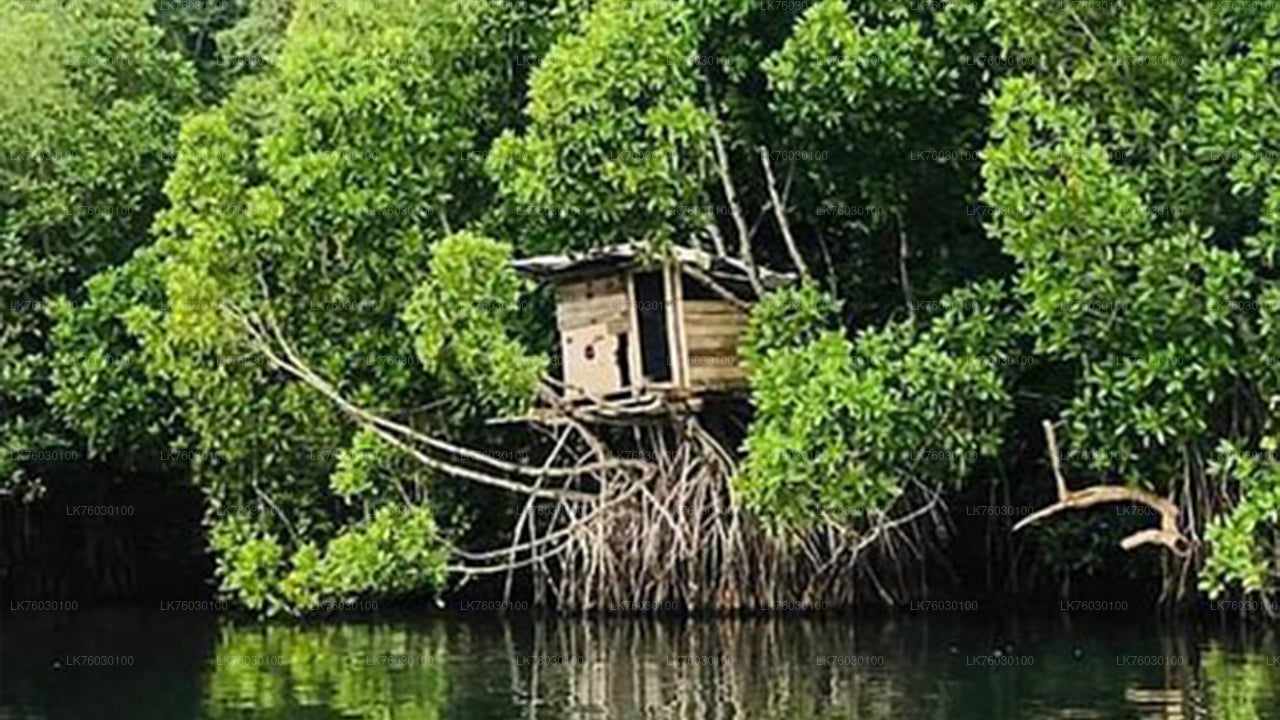 Madol Duwa Island and Mangroves by Boat from Koggala