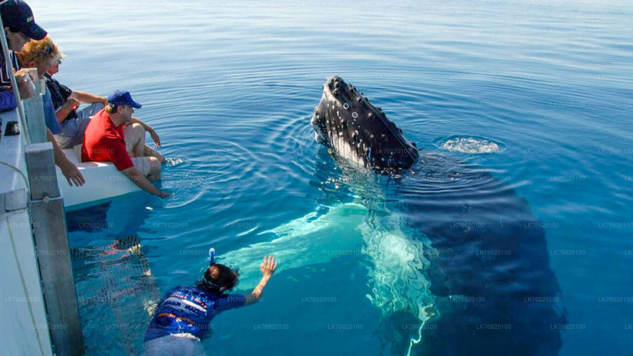 Whale Watching from Talpe on Shared Boat