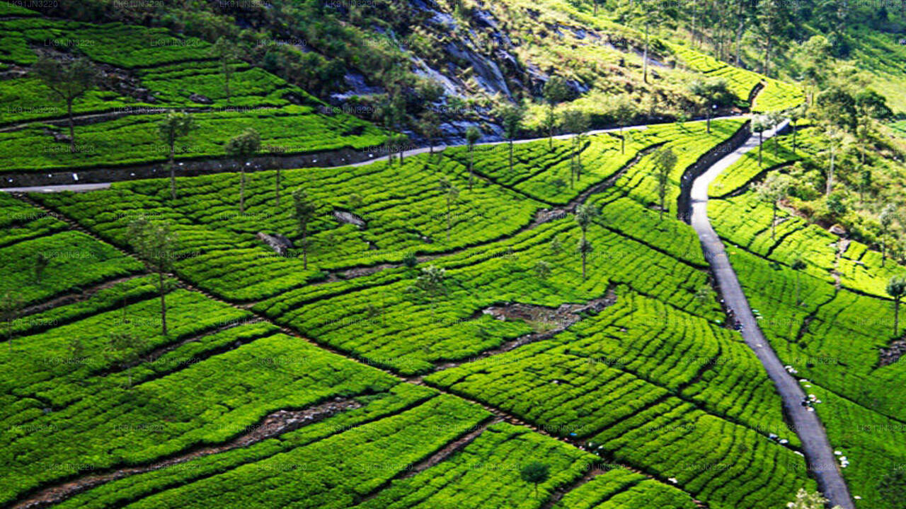 Discover Kandy by Helicopter from Hatton