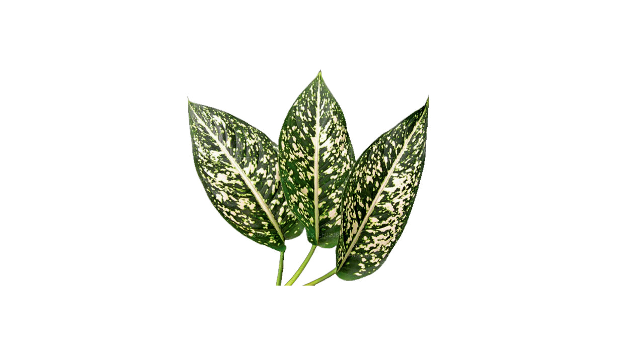 aglaonema foxii Lakpura Aglaonema Costatum Foxii (20 Leaves) Medium