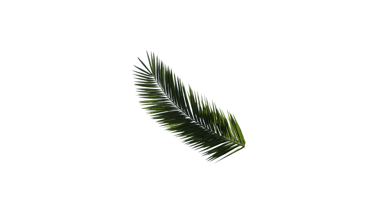areca palm fronds opening SKU: LSTLF05944) Lakpura Areca Palm Leaves – Lakpura®