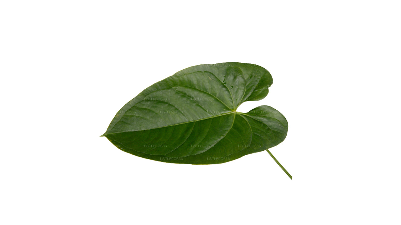 anthurium andraeanum leaf Lakpura Anthurium Andraeanum (20 Leaves) Medium – Lakpura®