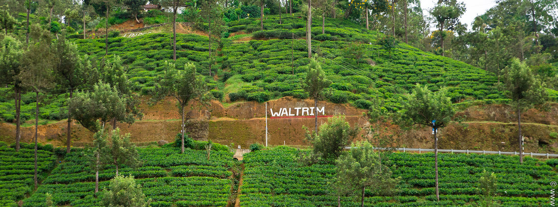 WALTRIM