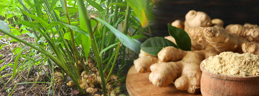 Zingiber Officinale (Ginger) : ඉඟුරු