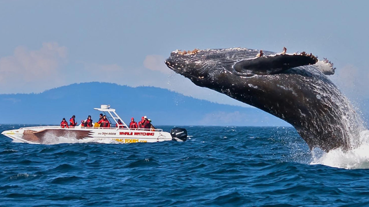Blue whale watching Trincomalee March August largest animal ocean sperm whale spinner dolphin Indian Ocean Sri Lanka