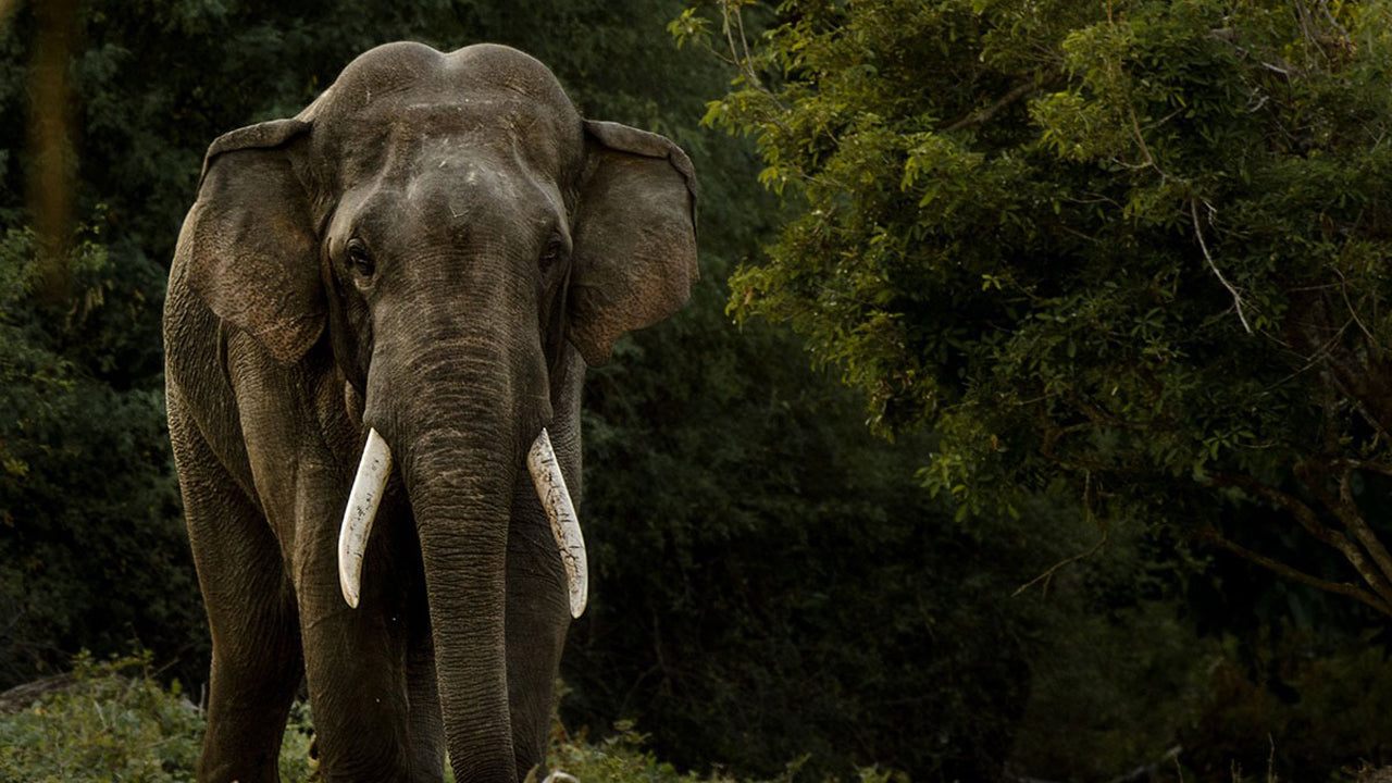 Activities from Wasgamuwa