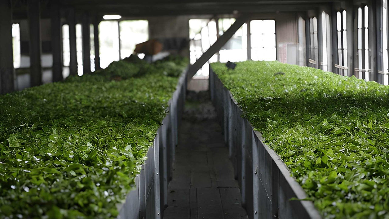 Tea Factory Tour from Nuwara Eliya