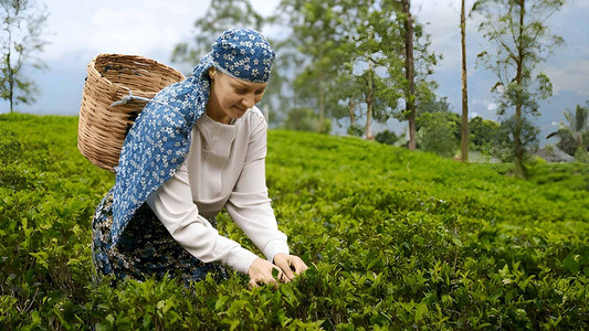 Tea Factory Tour from Nuwara Eliya
