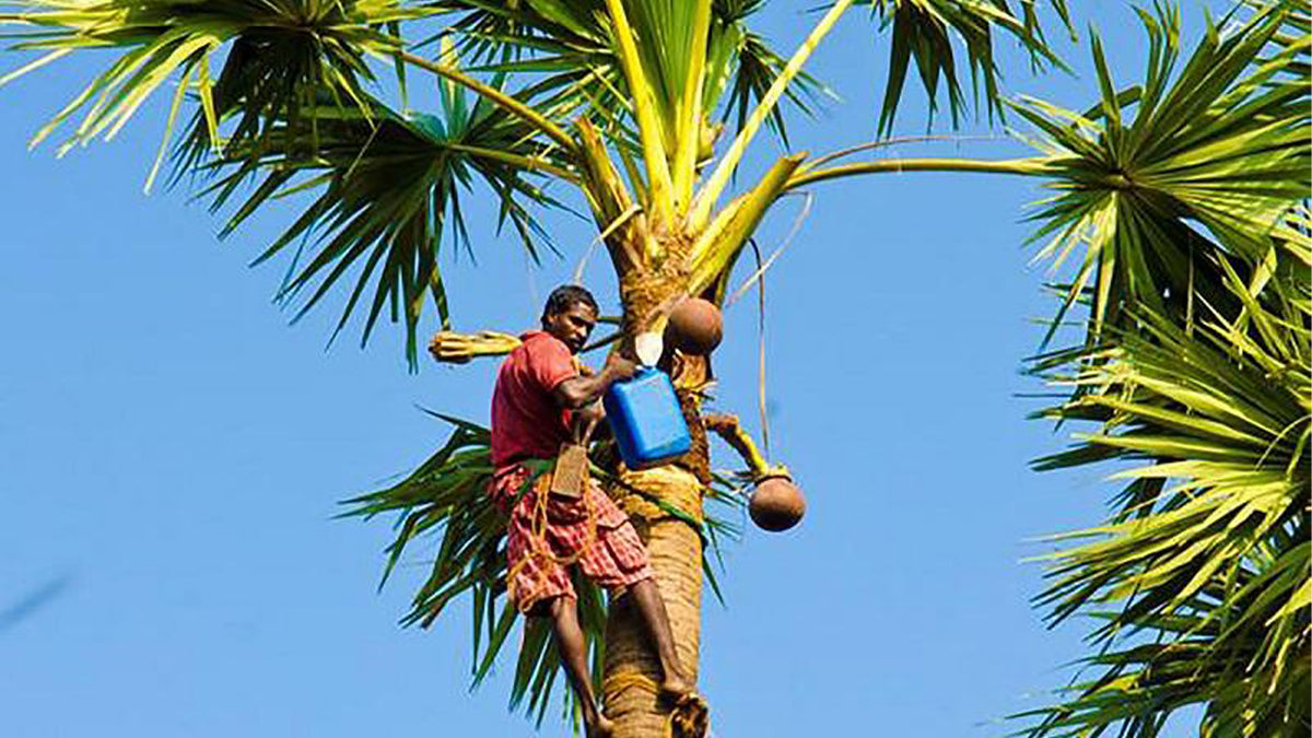 Palmyra Toddy Tour from Jaffna