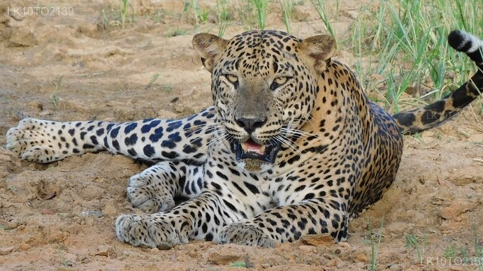Private Tour from Mirissa to Arugam bay with Yala Safari