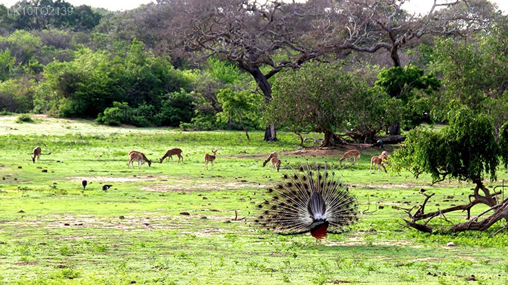 Private Tour from Mirissa to Arugam bay with Yala Safari