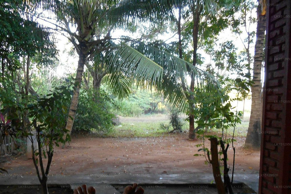 Resort e centro benessere Grand Regent, Sigiriya