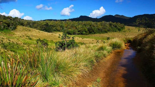Horton Plains National Park Guided Tour with Entrance Tickets