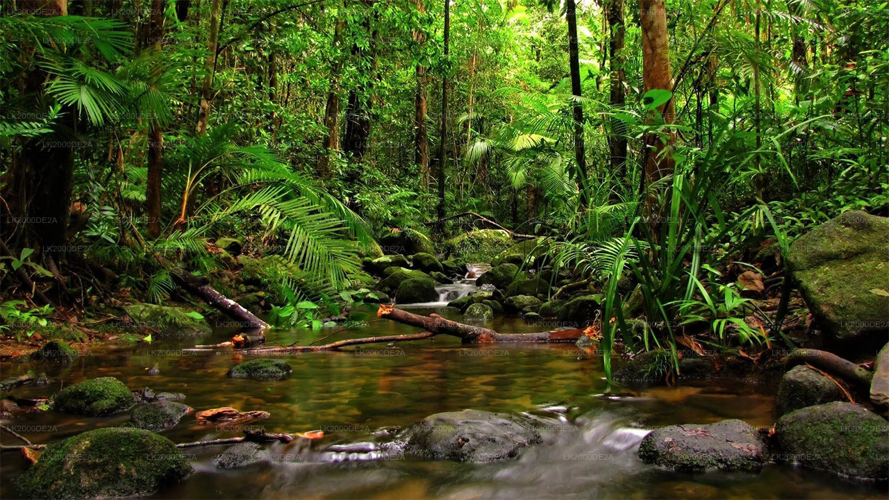 सिंहराजा फॉरेस्ट रिज़र्व गाइडेड टूर एंट्रेंस टिकट के साथ