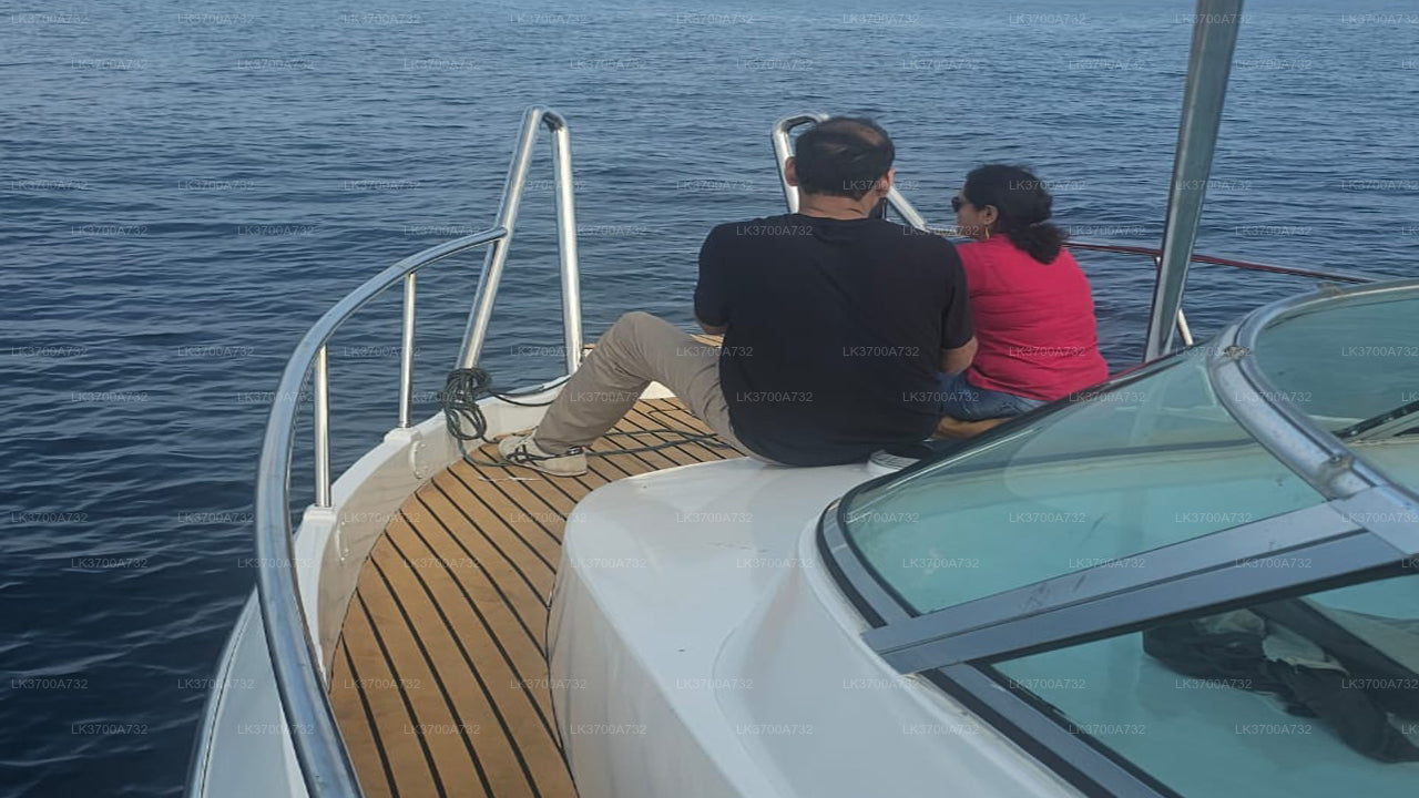 从美蕊沙出发的豪华快艇私人观鲸之旅