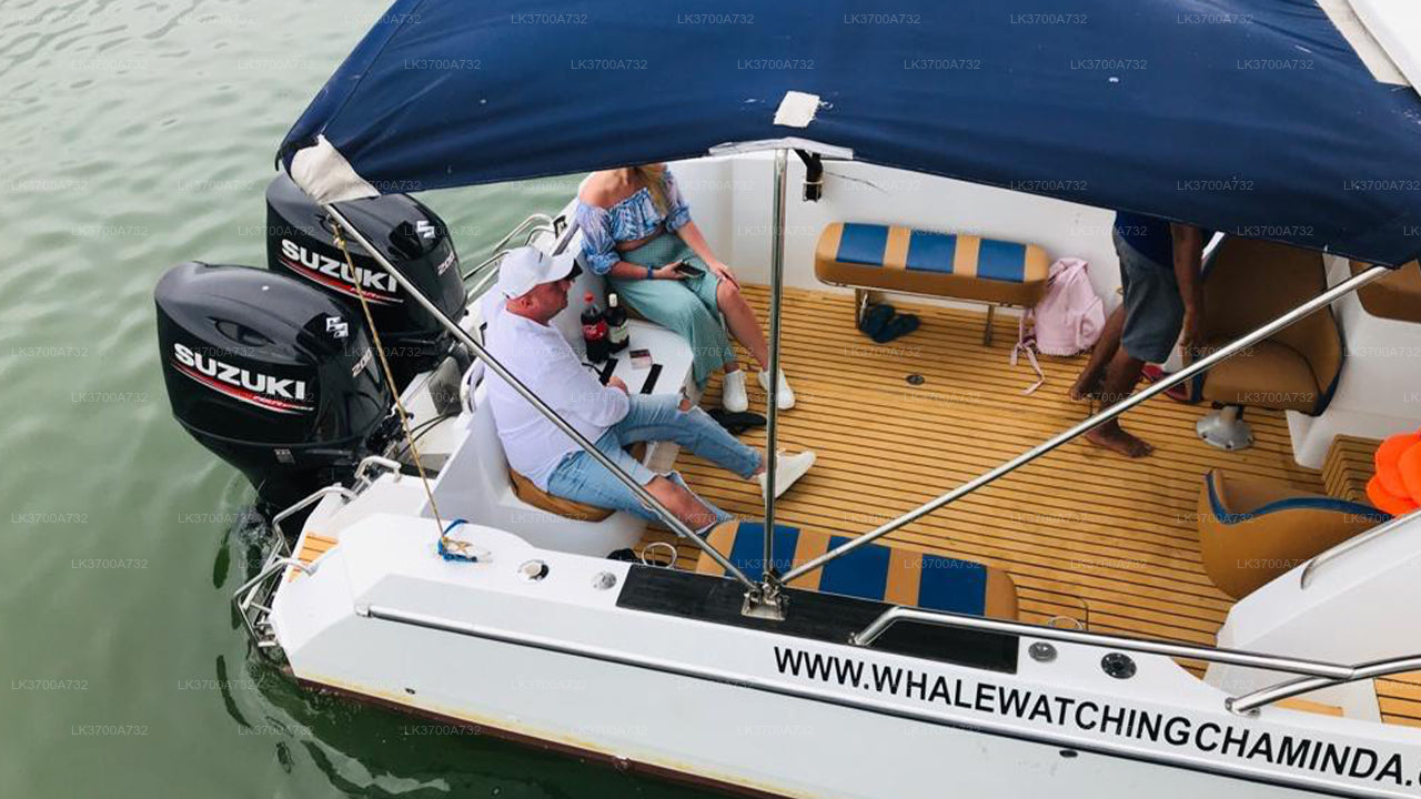 从美蕊沙出发的豪华快艇私人观鲸之旅