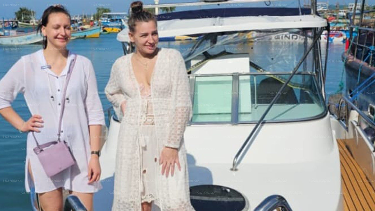 从美蕊沙出发的豪华快艇私人观鲸之旅