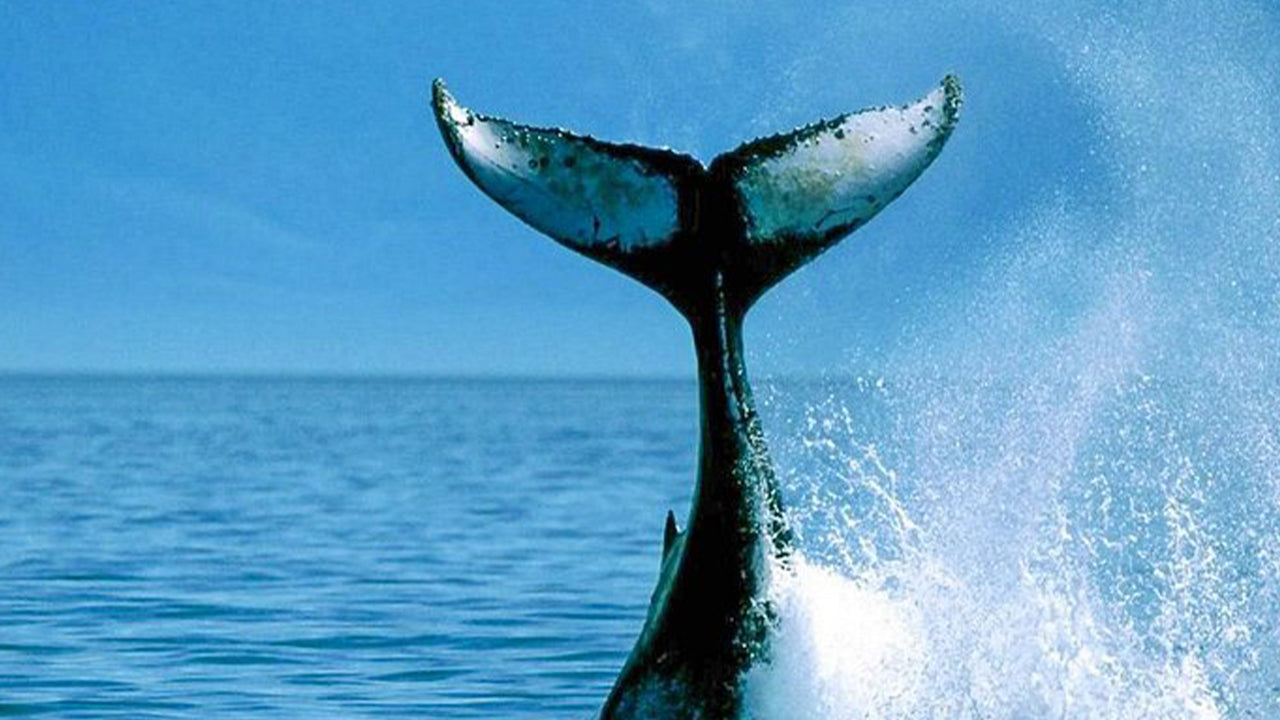 从美蕊沙出发的豪华快艇私人观鲸之旅