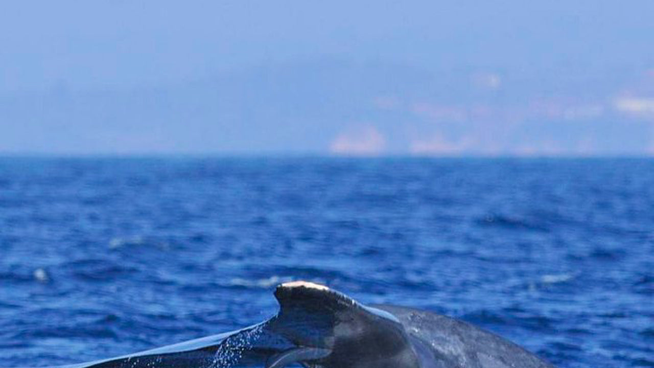 3-Hour Yacht Cruise from Mirissa