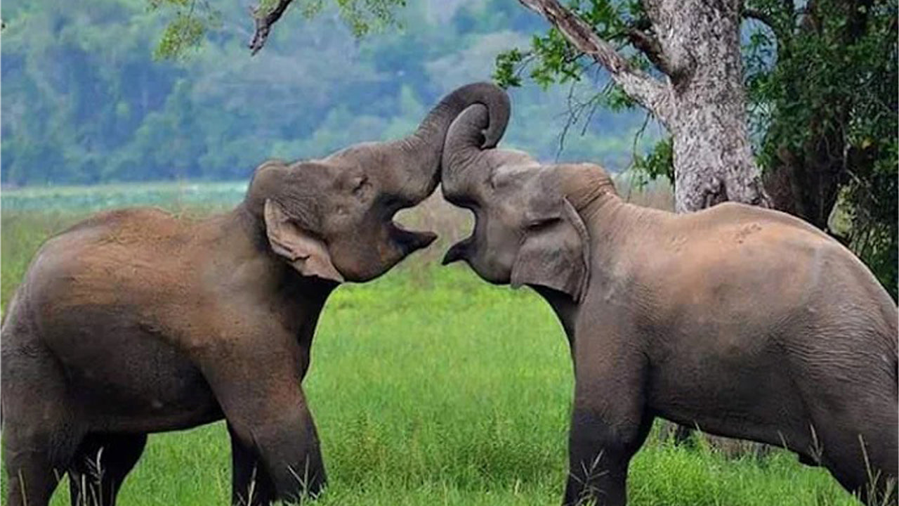 Polonnaruwa and Wasgamuwa Wildlife Safari from Pasikuda