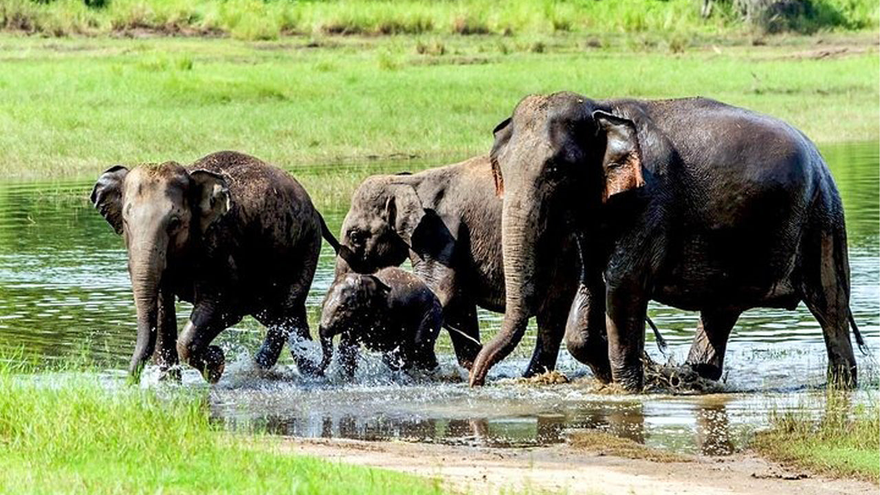 Polonnaruwa and Wasgamuwa Wildlife Safari from Pasikuda