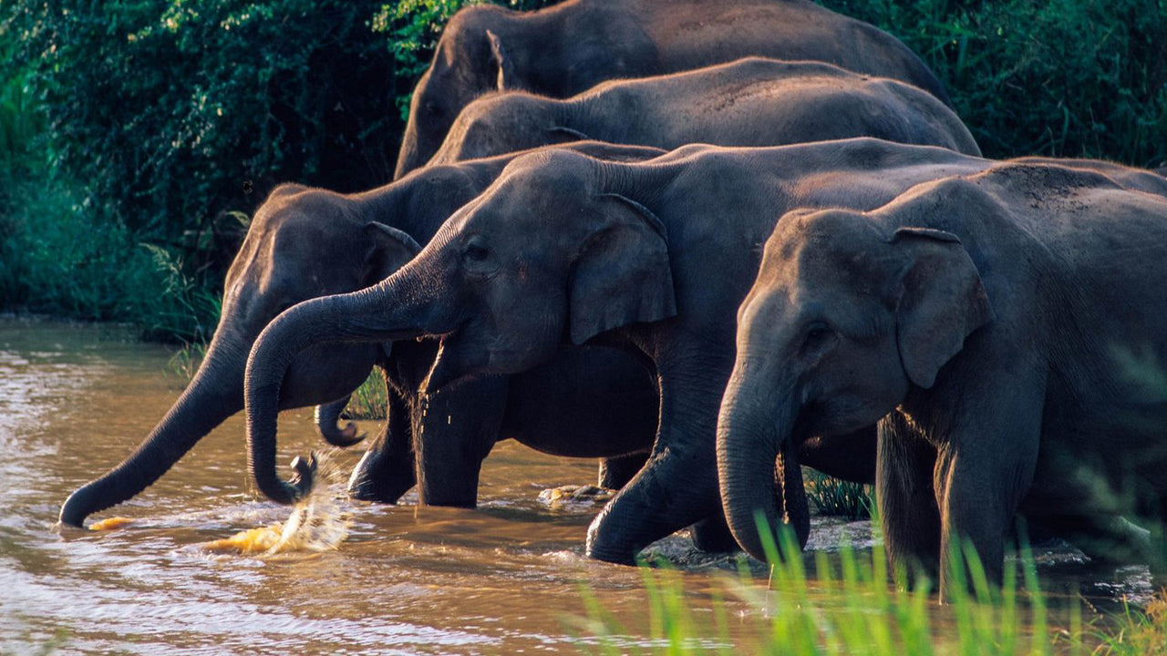 Polonnaruwa and Wasgamuwa Wildlife Safari from Pasikuda