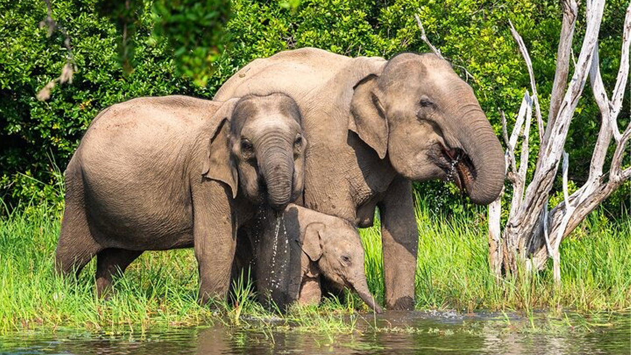 Polonnaruwa and Wasgamuwa Wildlife Safari from Pasikuda