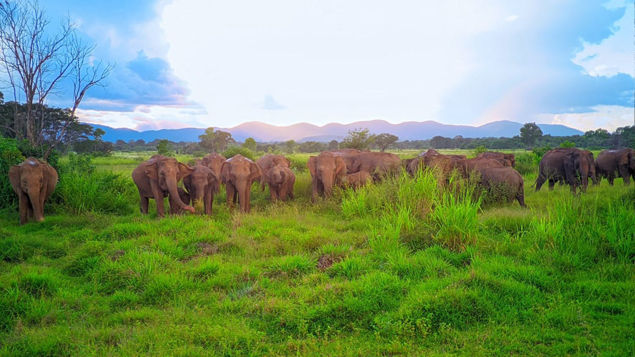 Wasgamuwa-Nationalpark: Private Safari ab Kandy