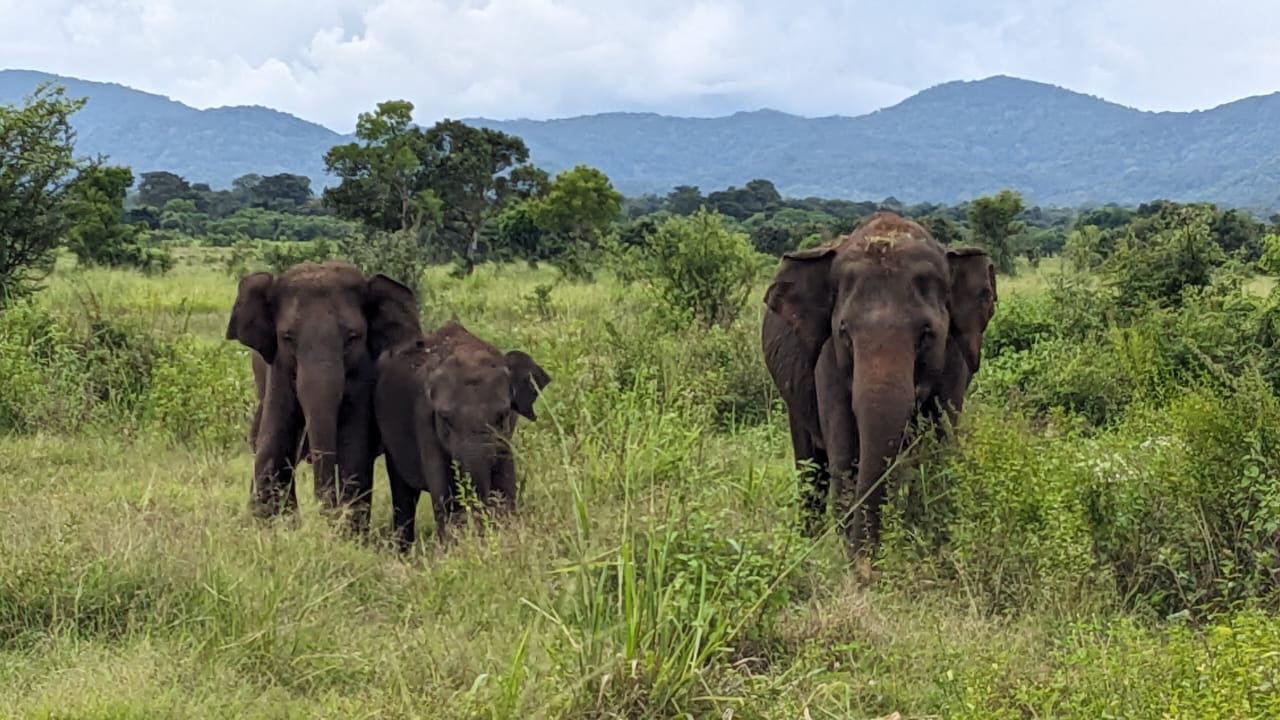 Wasgamuwa-Nationalpark: Private Safari ab Kandy