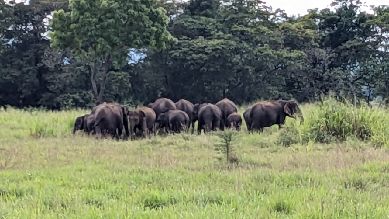 Wasgamuwa-Nationalpark: Private Safari ab Kandy