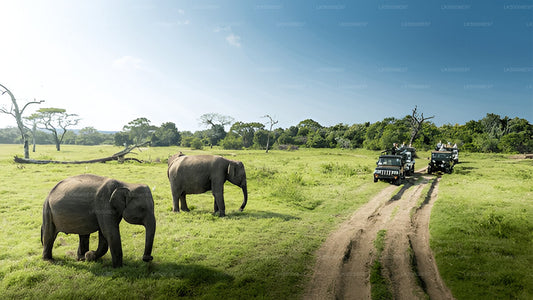 Private Tour from Weligama to Ella with Udawalawe Safari