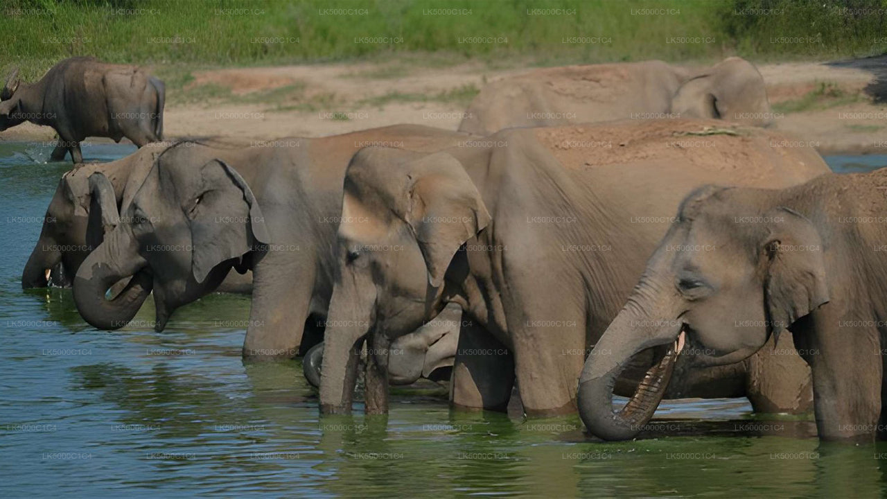Excursion privée d'Ella à Hiriketiya avec Udawalawe Safari