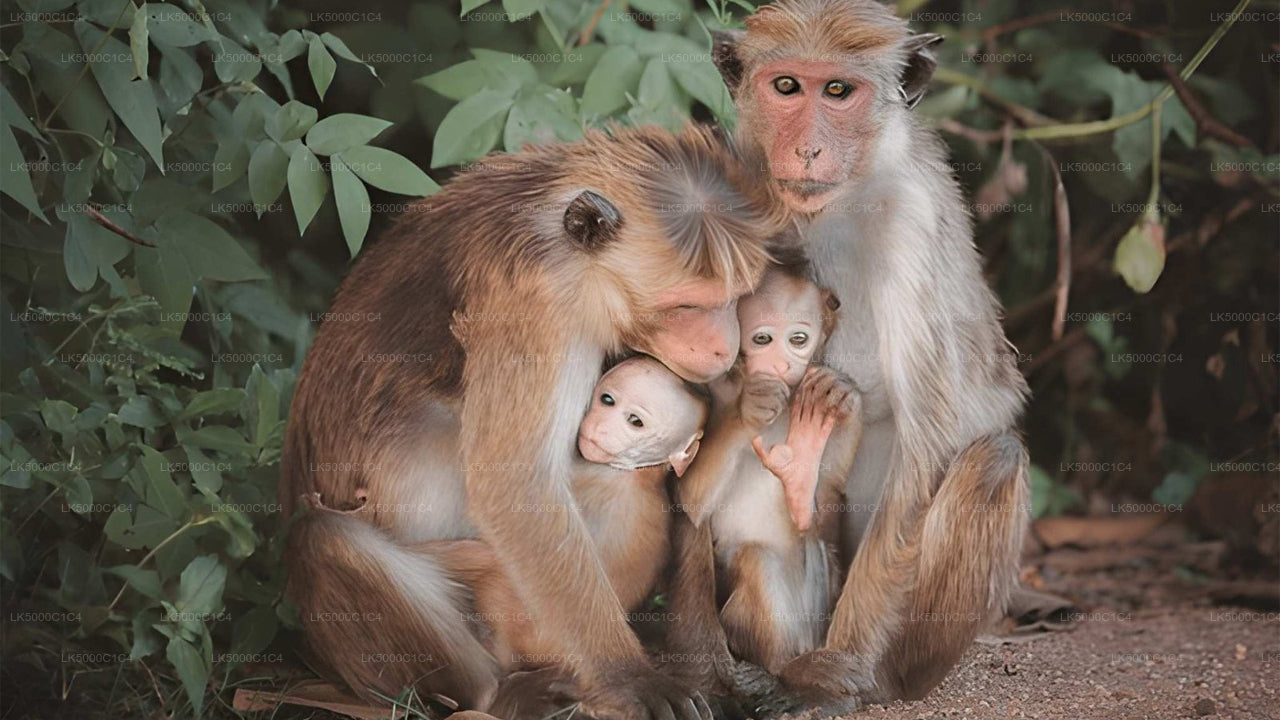 Excursion privée d'Ella à Hiriketiya avec Udawalawe Safari