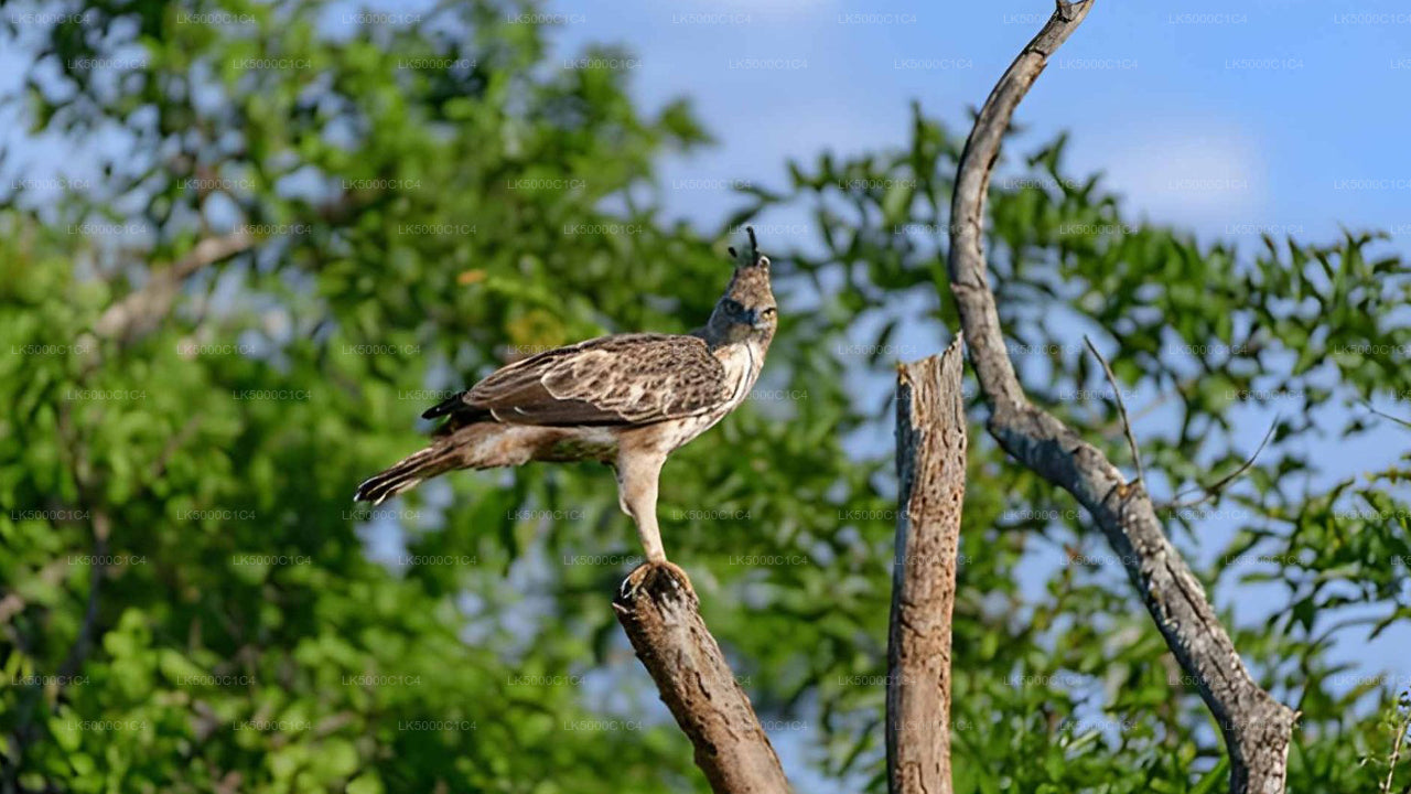 Excursion privée d'Ella à Hiriketiya avec Udawalawe Safari