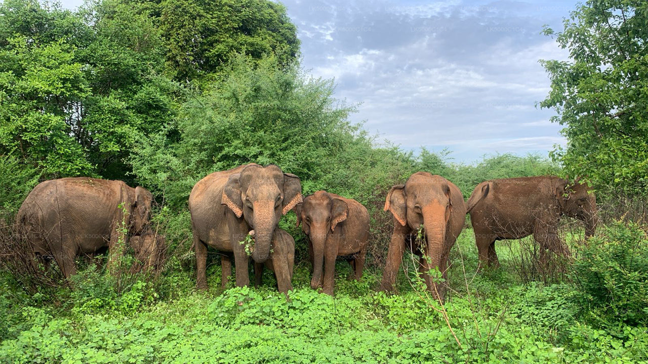 Excursion privée d'Ella à Hiriketiya avec Udawalawe Safari