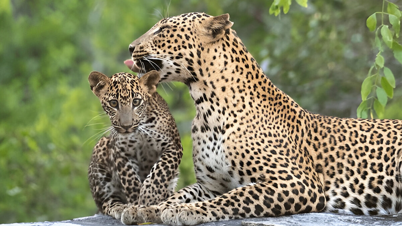 Yala National Park Ethical Safari in Block 5