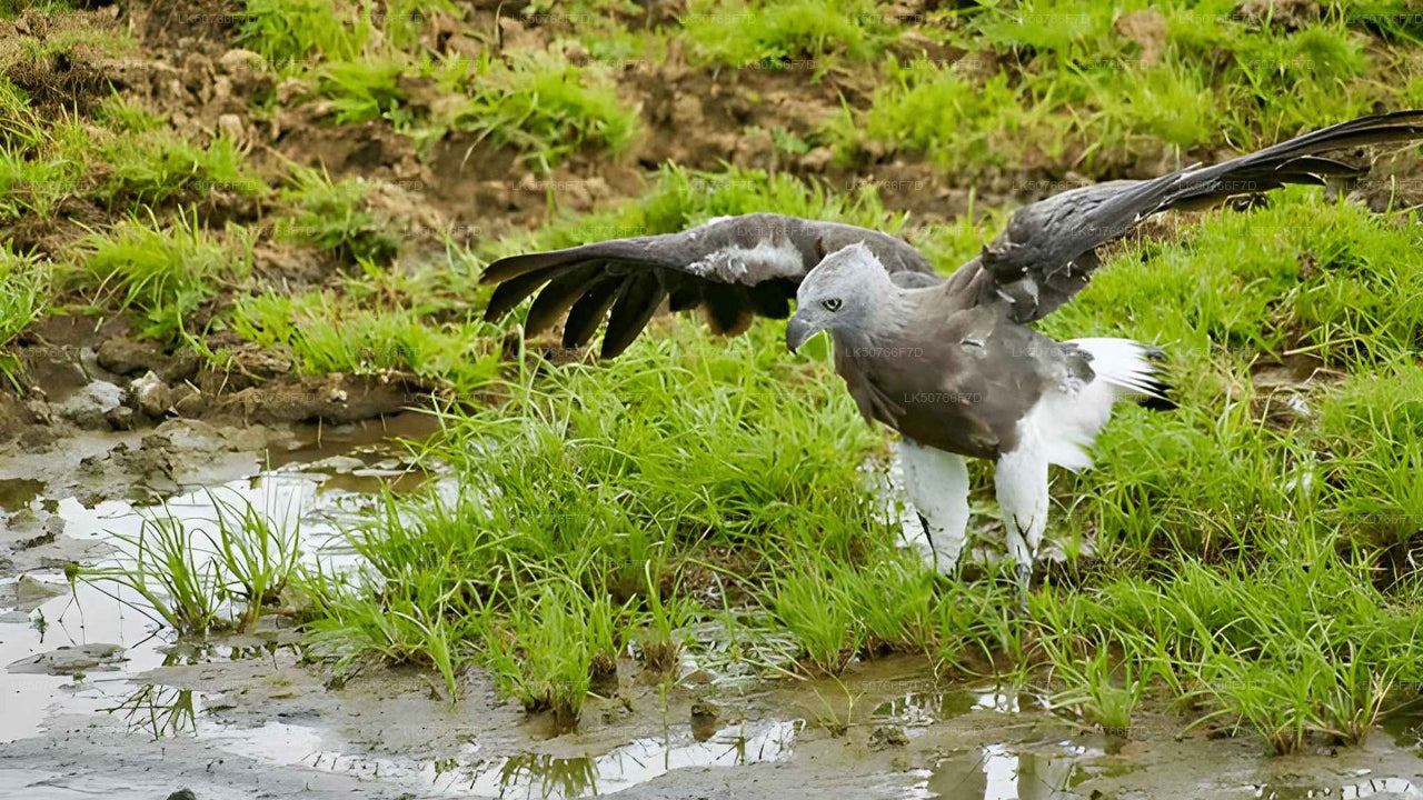 Safari privado com guia naturalista no Parque Nacional de Udawalawe.