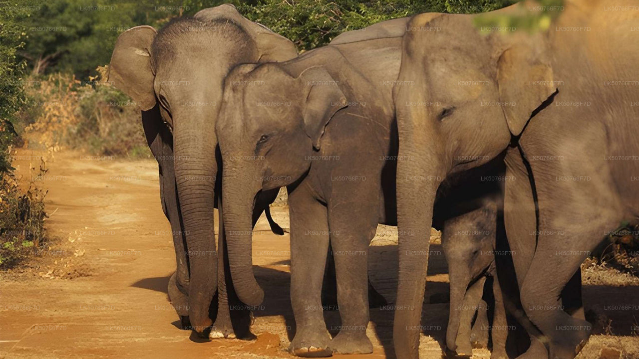 Safari privado com guia naturalista no Parque Nacional de Udawalawe.