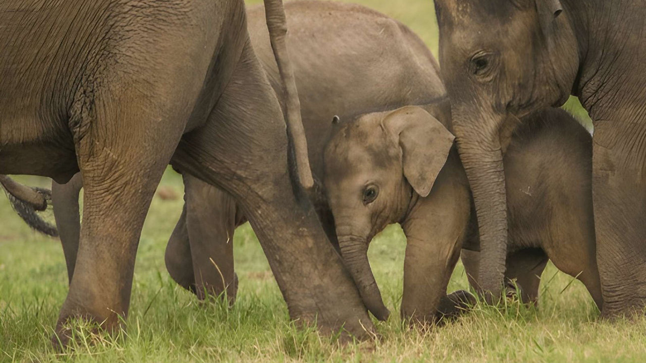 Частное сафари в национальном парке Удавалаве с натуралистом
