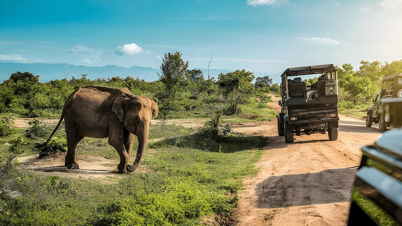 Частное сафари в национальном парке Удавалаве с натуралистом