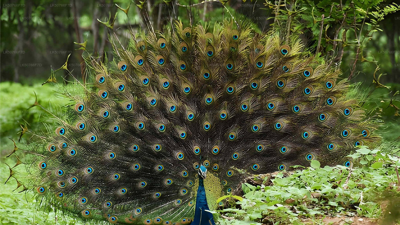 Safari privado com guia naturalista no Parque Nacional de Udawalawe.